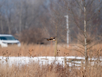 A red-shouldered hawk is seen in flight at the Fernald Nature Preserve on Tuesday, January 24, 2023, in Ross, Ohio, USA. (