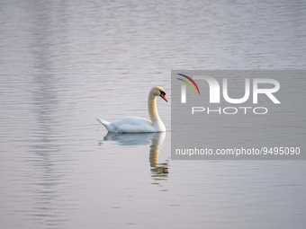 A white muted swan is seen at the Fernald Nature Preserve on Tuesday, January 24, 2023, in Ross, Ohio, USA. (