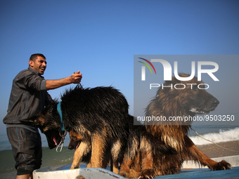 Palestinian Khabbaab Al-Sahloub a 36-year-old Palestinian, who launched the Khabbaab Academy for dogs for Protection, Rehabilitation and Tra...