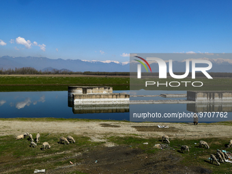 A shepherd with flock of sheep (livestock) on a sunny day in Sopore District Baramulla Jammu and Kashmir India on 07 March 2023 (