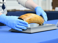Museum staff presents a powder horn, one of the artifacts in a repatriation ceremony for the return of a cache of fifty historic weapons rec...