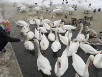 People and especially children feed birds with bread crumbs as the frozen Vistula river (Polish: Wisla) become a Bird sanctuary during a col...