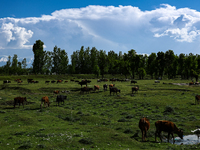 

A group of cows and oxen are grazing in a field on the outskirts of Sopore District, Baramulla, Jammu and Kashmir, India, on April 24th, 2...
