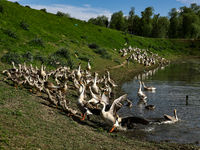 

Kashmiri men are walking as swans and cygnets rest on the banks of a water canal in Sopore District, Baramulla, Jammu and Kashmir, India,...
