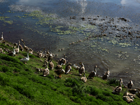 

Kashmiri men are walking as swans and cygnets rest on the banks of a water canal in Sopore District, Baramulla, Jammu and Kashmir, India,...