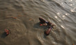 Indian Hindu devotees take a holy bath and perform rituals at the Gangasagar Island, some...