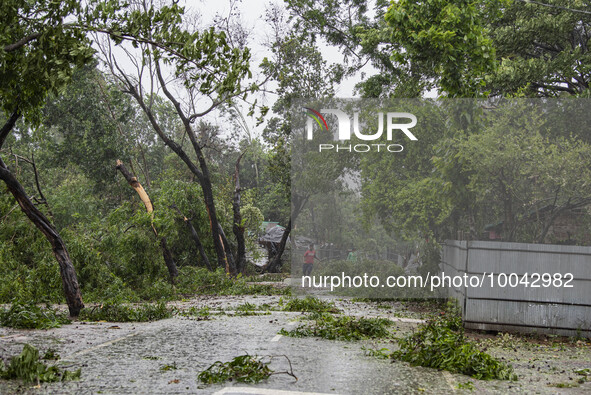 A man walks past the fallen trees after Cyclone Mocha's crashed ashore, in Shahpori island on the outskirts of Teknaf, on May 14, 2023, ahea...