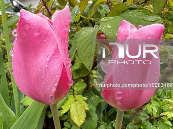 Water droplets on tulip flowers on a rainy day during the Spring season in Toronto, Ontario, Canada, on May 20, 2023.  by Creative Touch Imaging Ltd/NurPhoto