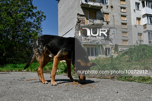 ZAPORIZHZHIA REGION, UKRAINE - MAY 18, 2023 - A stray dog eats dry food lutside a residential building damaged by shelling of the frontline...