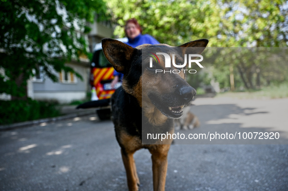 ZAPORIZHZHIA REGION, UKRAINE - MAY 18, 2023 - A stray dog is seen in the frontline city of Hulyaipole which is constantly under fire from Ru...