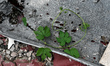 ZAPORIZHZHIA REGION, UKRAINE - MAY 18, 2023 - A sprout of wild ivy grows through the hole...