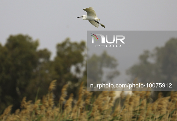 The little egret flies near the salt lake of Limassol in the Mediterranean port of the same name. Cyprus, Tuesday, May 23, 2023. 