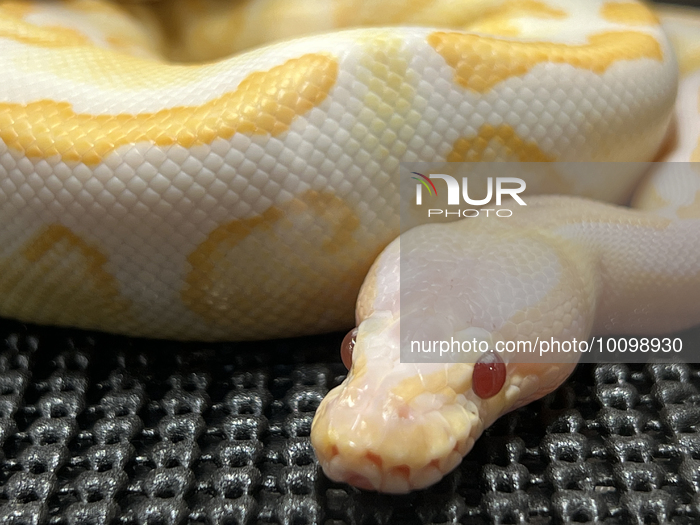 Specially Bred Female Ball Python