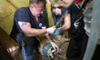 Veterinary experts of FOUR PAWS examinating and treating lion at Al Ma'Wa for Nature and W...
