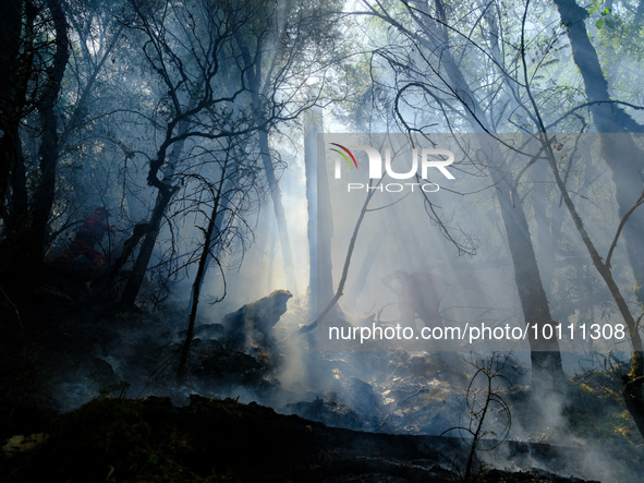 MULI, CHINA - JUNE 1, 2023 - Firefighters fight an underground fire under a century-old headless tree in Muli county, Liangshan, Sichuan pro...