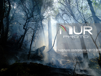 MULI, CHINA - JUNE 1, 2023 - Firefighters fight an underground fire under a century-old headless tree in Muli county, Liangshan, Sichuan pro...