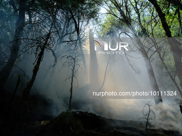 MULI, CHINA - JUNE 1, 2023 - A century-old tree emits smoke in Muli County, Liangshan, Sichuan province, China, June 1, 2023. At 11:00 a.m....