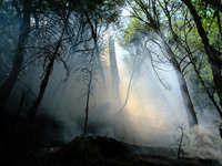 MULI, CHINA - JUNE 1, 2023 - A century-old tree emits smoke in Muli County, Liangshan, Sichuan province, China, June 1, 2023. At 11:00 a.m....