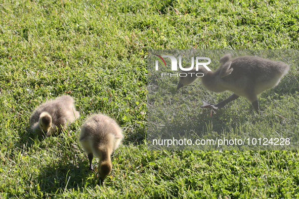 Canada Geese (Branta canadensis) goslings in Markham, Ontario, Canada, on May 26, 2023. 