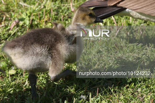 Canada Geese (Branta canadensis) gosling in Markham, Ontario, Canada, on May 26, 2023. 
