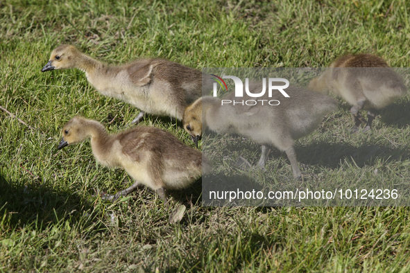 Canada Geese (Branta canadensis) goslings in Markham, Ontario, Canada, on May 26, 2023. 