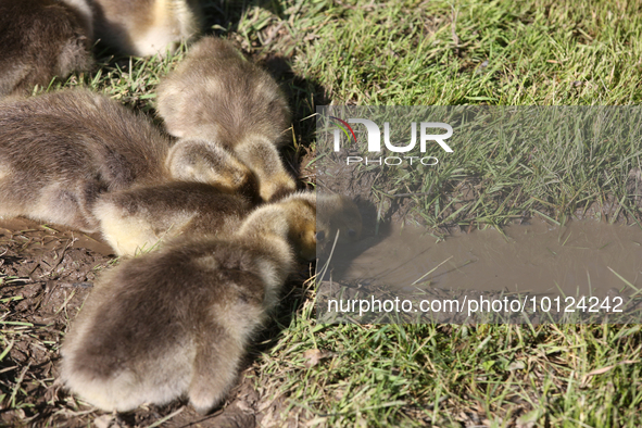 Canada Geese (Branta canadensis) goslings drinking from a puddle in Markham, Ontario, Canada, on May 26, 2023. 