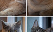 

Combination of four portraits of cats is being taken in Tehran's ''Meowseum'' in downtow...