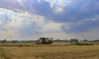 QINGZHOU, CHINA - JUNE 10, 2023 - A farmer drives a harvester to harvest wheat in a field...