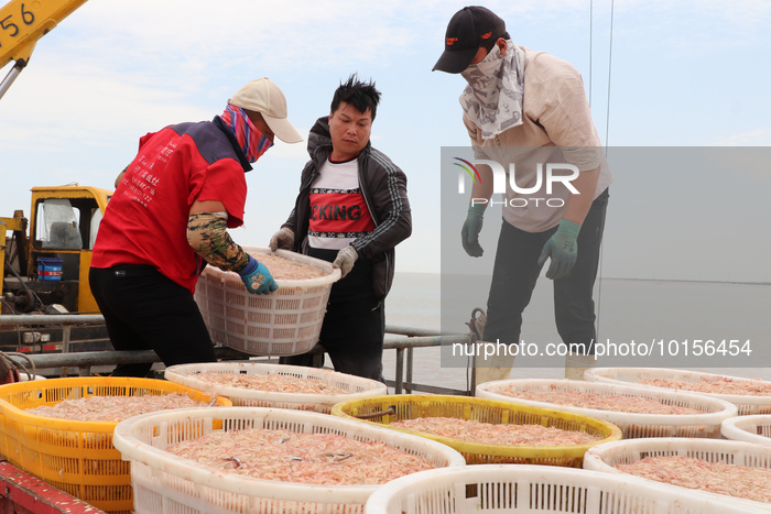 Fishery Shrimps Industry