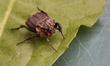 Scarab beetle (Valgus hemipterus) in Toronto, Ontario, Canada, on June 16, 2023. 