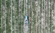 

Farmers are working in a chili field in Bazhou City, Xinjiang Province, China, on June 1...