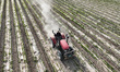 

Farmers are working in a chili field in Bazhou City, Xinjiang Province, China, on June 1...