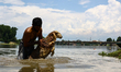 Kashmiri men wash Sacrificial Animals (Sheeps & Goats) in River Jehlum Before selling them...