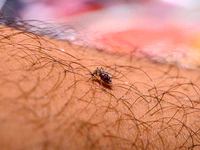An adult female Anopheles mosquito bites a human body to begin its blood meal at Tehatta, West Bengal; India on 29/06/2023. According to WHO...