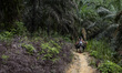 Workers harvest oil palm in an oil palm plantation in the Jambi region, Sumatra, on June 2...