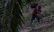 Workers harvest oil palm in an oil palm plantation in the Jambi region, Sumatra, on June 2...
