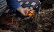Workers' activities at the palm oil collecting site in Jambi province, Sumatra, on June 29...