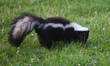 Skunk in Toronto, Ontario, Canada, on July 01, 2023. Skunks are known for their ability to...