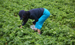 Woman picking fresh strawberries at a farm in Markham, Ontario, Canada, on July 03, 2023. 