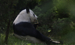View of Xin Xin, a giant panda at the Wildlife Conservation Centre inside the Chapultepec...