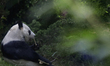 View of Xin Xin, a giant panda at the Wildlife Conservation Centre inside the Chapultepec...