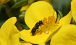 Yellow-Masked Bee (Hylaeus calvus) on a flower in Markham, Ontario, Canada, on July 03, 20...