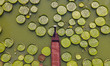 NANNING, CHINA - JULY 7, 2023 - Leaves of Giant Waterlily float on the water in Nanning, G...