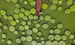 NANNING, CHINA - JULY 7, 2023 - Leaves of Giant Waterlily float on the water in Nanning, G...