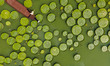 NANNING, CHINA - JULY 7, 2023 - Leaves of Giant Waterlily float on the water in Nanning, G...