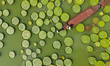 NANNING, CHINA - JULY 7, 2023 - Leaves of Giant Waterlily float on the water in Nanning, G...