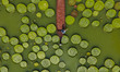 NANNING, CHINA - JULY 7, 2023 - Leaves of Giant Waterlily float on the water in Nanning, G...