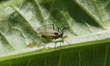 Aphids on a leaf in Markham, Ontario, Canada, on July 03, 2023. 