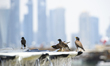 Birds cool down in the fountain at Doha Corniche during the warm weather on July 06, 2023...