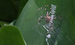 Black and yellow garden spider (Argiope aurantia) in Toronto, Ontario, Canada, on July 26,...